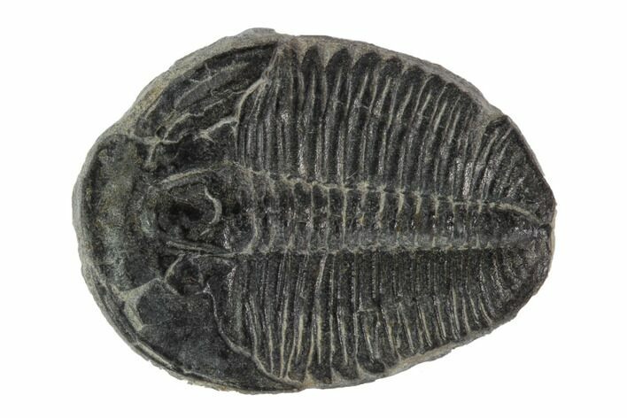 Elrathia Trilobite Fossil - Utah #97098